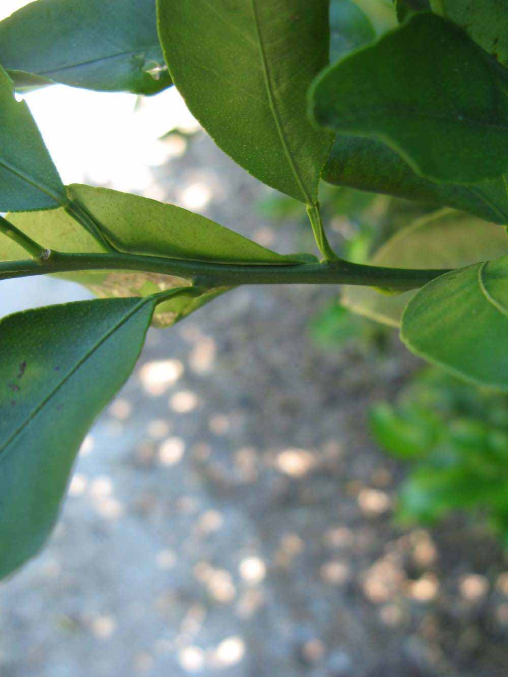            First year twig (Winter Haven, FL)   